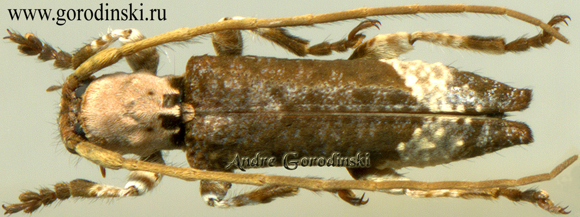 http://www.gorodinski.ru/cerambyx/Xylariopsis esakii.jpg